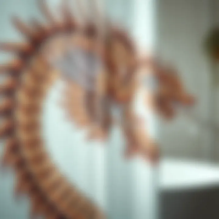 Close-up of a dragon shower curtain highlighting artistic details