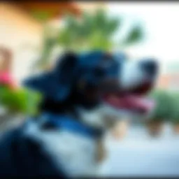 Elegant blue rhinestone dog collar on a playful dog