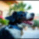 Elegance in Blue: A Stylish Dog Collar Elegant blue rhinestone dog collar on a playful dog