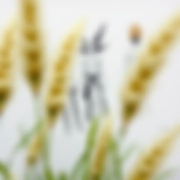 Fashion Design Sketches with Bunny Tail Grass Fashion design sketches featuring artificial bunny tail grass elements