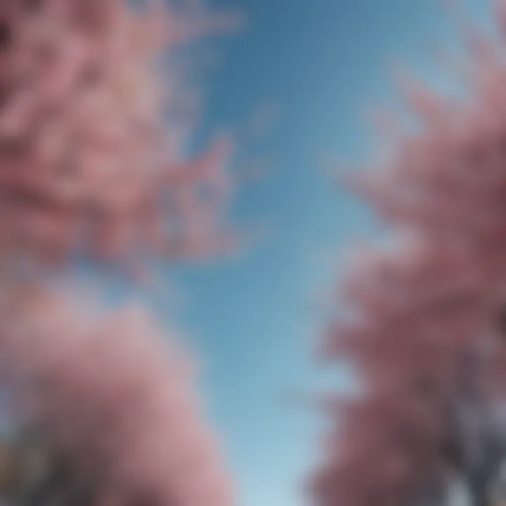 Stunning cherry blossom trees in full bloom against a clear blue sky