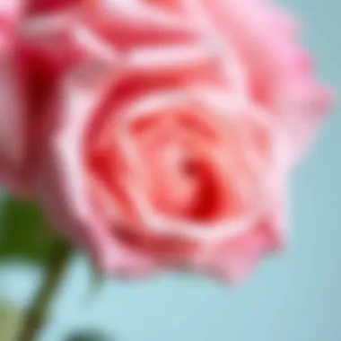 Detailed View of Dusty Rose Silk Rose Texture Close-up of a single dusty rose silk rose showcasing its texture