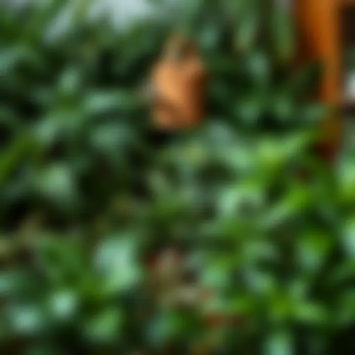 A collection of diverse indoor plants showcasing their lush greenery.